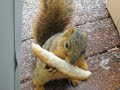 SQUIRRELLY APPROACHES 12-08