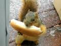 SQUIRRELLY APPROACHES 12-08.AVI