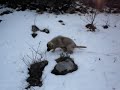 Sarplaninac