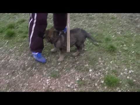 chien berger allemand