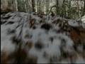 videos de Lost hikers thankful to be alive