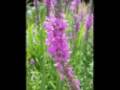 The Purple Loosestrife