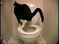 Funny video25