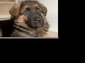 Roxy the German Shepherd Puppy II