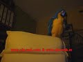 Chymo Guacamayo Hablando y Cantando Chymo Guacamayo Hablando y Cantando