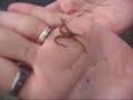 Brittle Star Wiggles