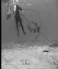 Bill Vs. Grouper