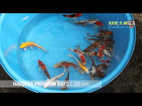 HEJA Premium Koi (21-25 cm) Hazorea