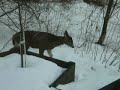 Deer in my backyard Deer in my backyard