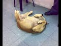 Amarelo O Cachorro Doid�o(crazy dog)
