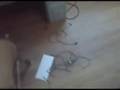 I hate my roomates dog