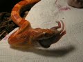 BRENTONS AMIEL CORNSNAKE VOILET ENJOYING DINNER BRENTONS AMIEL CORNSNAKE VOILET ENJOYING DINNER