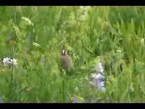 Small Bird fights to keep his ...