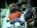 BioCube 14 Gal BioCube 14 Gal