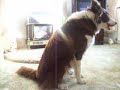 Misty training Misty training