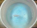 Fish-type microrobot
