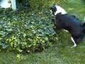 My Border Collie Hunting Chipmunks