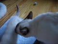 Kitten Sky does some fancy foot work with her favorite playthings.