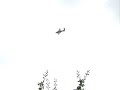 B-25 Mitchell 320 squadron tribute (circling)