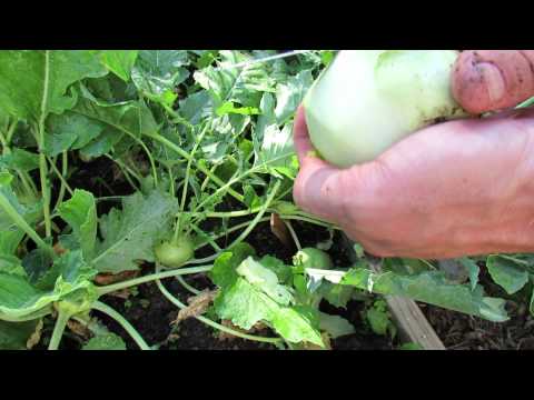 how to harvest purple kohlrabi