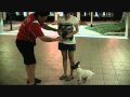 Wish Upon a Bone - Tan Yujia & Jojo - Obedience Training Lesson 1