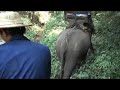 Chiang Dao Elephant Camp - Chiang Mai, Thailand (21Mar08) Chiang Dao Elephant Camp - Chiang Mai, Thailand (21Mar08)