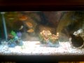 My 29 gallon in march 09