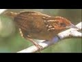 Cyphorhirius arada - Uirapuru