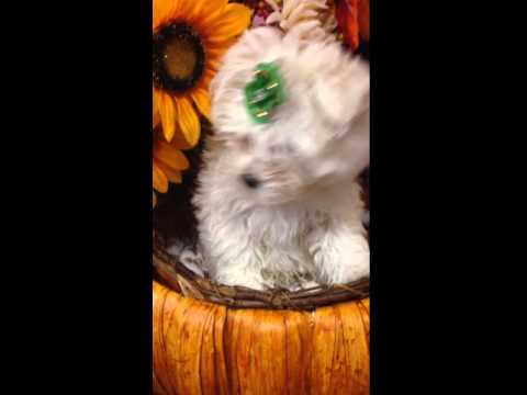 Louie is so sweet loves to give kisses Paper & crate trained UTD with vaccines