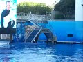 baby shamu 2