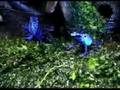 reportage azureus