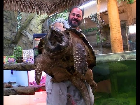 YouTube reptile video