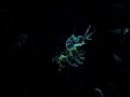 Leafy Sea Dragon Leafy Sea Dragon