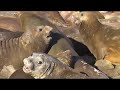 Antarctica 1 FF