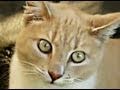 WHO DAT CAT?! (Music Video)