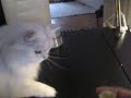Stupid Cat Trick