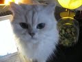Stupid Cat Trick