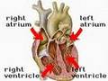 How the Body Works   Inside the Heart