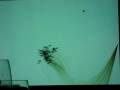 videos de flyingBirds.AVI