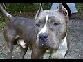 I rescue pitbulls from fighting.
