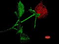 ellerimde b�y�tt�?�m sevgiyi kalbime g�md�m(ger�ek a?k)