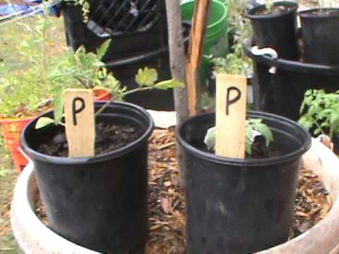how to fertilize tomatoes with urine