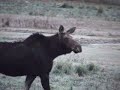 Aroostook Moose part 3