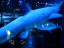Cool Shark