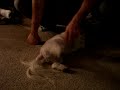Tofu, Roll Over!