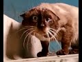 Ну очень странный кот!