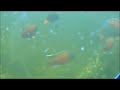 Copadichromis Borleyi \"red fin\"
