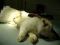 Toffee-despertando