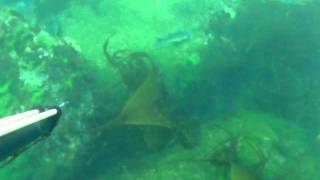 Pescasub en Galicia. Sargo gordo