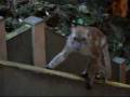 videos de Monkeys at Batu Caves